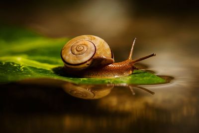 Close-up of snail