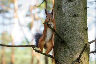 Close-up of squirrel on tree