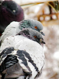 Close-up of bird perching on white background