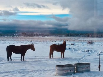 Horse standing in snow