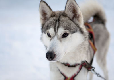 Close-up portrait of dog on snow