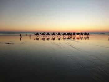 Camels in cable beach broome