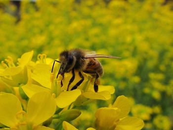 Close-up of bee on yellow flower