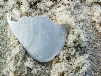 Close-up of rock on beach