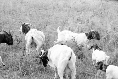 View of dogs on field