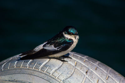 Close-up of bird perching outdoors