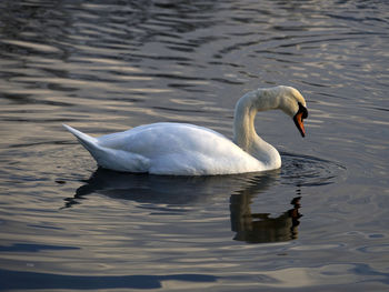 Beautiful white swan on the water with reflection on the surface
