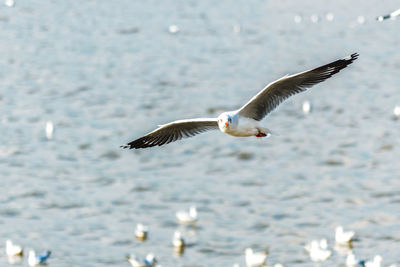 Seagull flying over sea