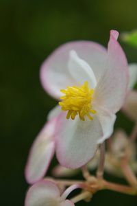 Close-up of white flowers