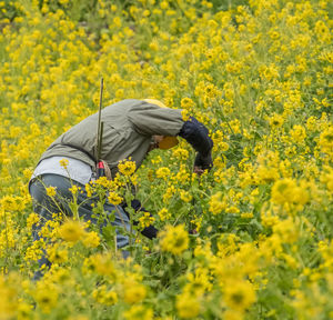 Rear view of person with yellow flowers in field