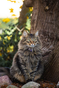 Portrait of cat sitting outdoors