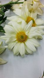 Macro shot of white daisy flower