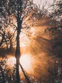 Sunlight falling through trees in forest during foggy weather