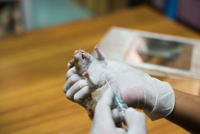 Cropped hands of veterinarian injecting mouse