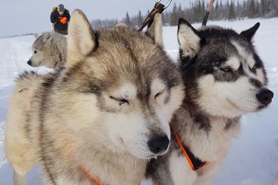 Close-up of dog on snow