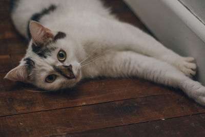 Close-up portrait of a cat lying down on floor