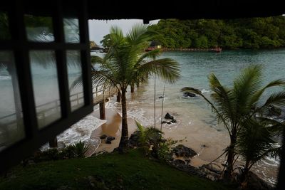 Trees growing in water
