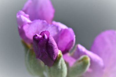 Close-up of purple crocus