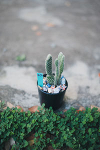 High angle view of potted plant