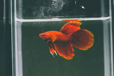 Fish swimming in sea seen through glass