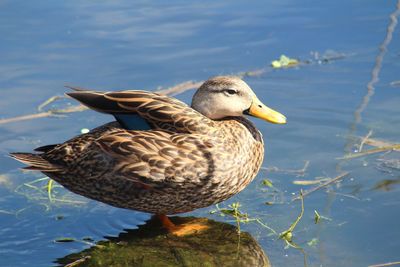 Close-up of mallard duck swimming in lake