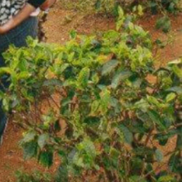 high angle view, leaf, green color, close-up, selective focus, part of, unrecognizable person, lifestyles, person, outdoors, day, cropped, men, focus on foreground, freshness, leisure activity, nature