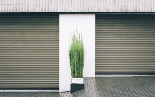 View of plants growing through closed door