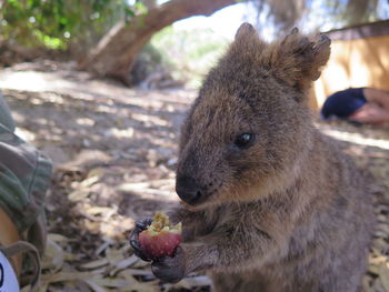 Cute little happy quokka