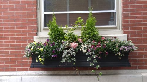 Flower pot against brick wall of building