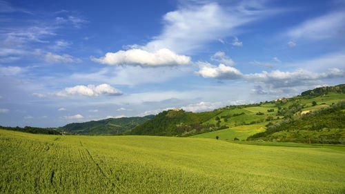 Scenic view of agricultural field against sky