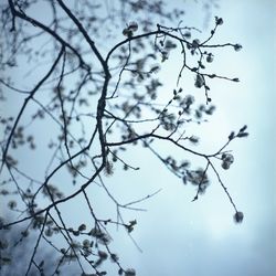 Low angle view of bare trees against sky