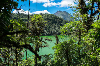 Scenic view of lake in forest against sky