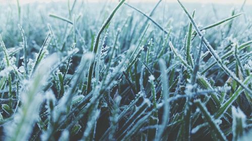 Close-up of plant growing on field