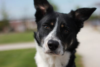 Close-up portrait of black dog