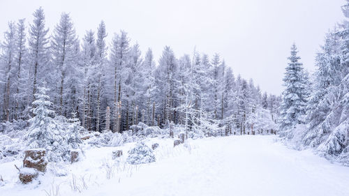 Trees on snow covered landscape