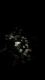 Close-up of flowers in the dark
