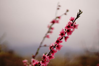 Close-up of pink cherry blossoms in spring