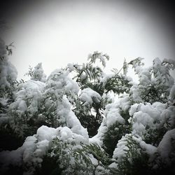 Close-up of snow covered plants against sky