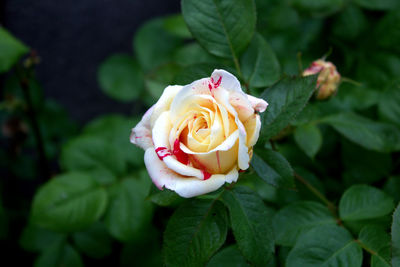 Close-up of rose flower