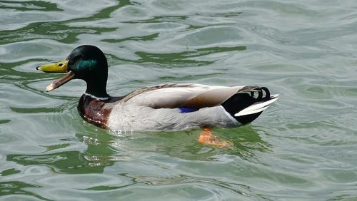 Ducks swimming in water