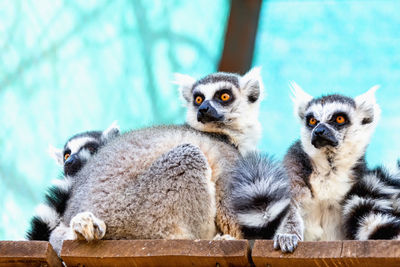 Low angle view of lemurs sitting in cage