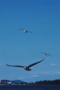 Birds flying in the sky