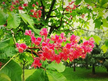 Pink flowers blooming on tree