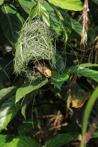 Close-up of insect on leaf