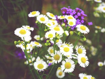 Close-up of daisy flowers