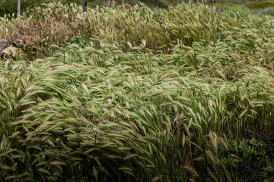 Full frame shot of corn field