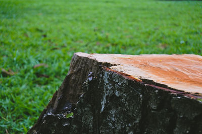 Close-up of tree stump on field