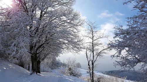 Bare trees on snow covered landscape