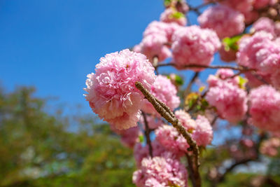 Close-up of pink cherry blossom