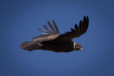 Low angle view of condor flying against clear blue sky